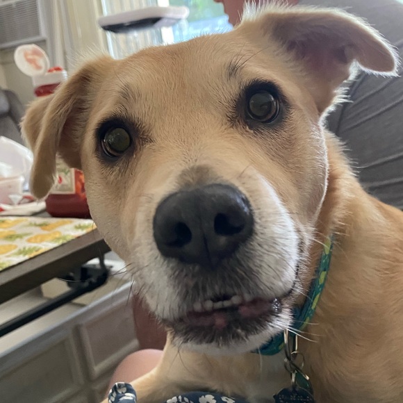 Meet your Posher, Izabela - Picture 4 of 6